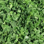 落花生栽培 2019年 落花生栽培 2019年